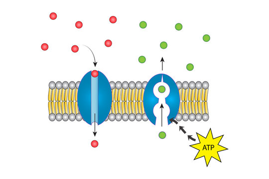Transport protein