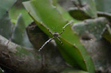 Araña silvestre
