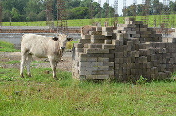 Obraz premium Vaca blanca junto a construcción