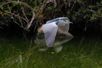 black crowned night heron