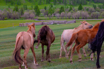 Mongolie animaux de la steppe