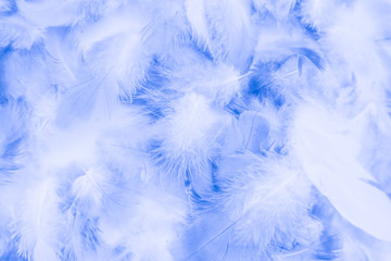 Fototapeta na wymiar Beautiful abstract colorful purple and blue feathers on white background and soft white pink feather texture on white pattern and blue background