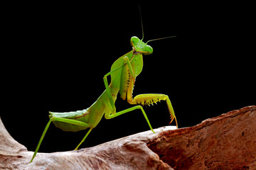 green mantis on the wood
