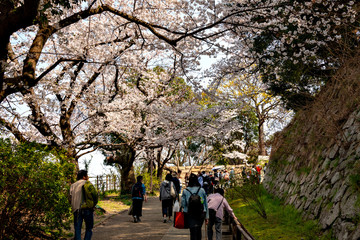 Obraz premium Full blooming of cherry blossom at Akashi park in Hyogo prejecture, Japan
