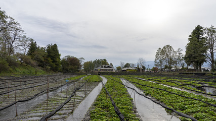 長野 安曇野 わさび