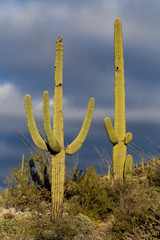 Saguaro cactus at sunset with dark clouds