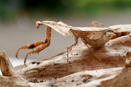 dead leaf mantis on the garden