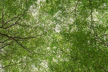 Tree branches with green leaf isolated on white background.