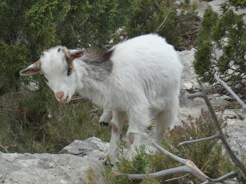 Photo of a young goat moving in the scrubland of Provence. This animal picture was taken on a hill in the Alpilles.