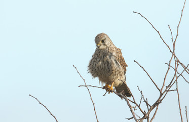  A hunting Kestrel, Falco tinnunculus, perching on a Hawthorn Tree on a very windy day in the UK.