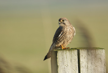  A hunting Kestrel, Falco tinnunculus, perching on a wooden fence post on a windy day.