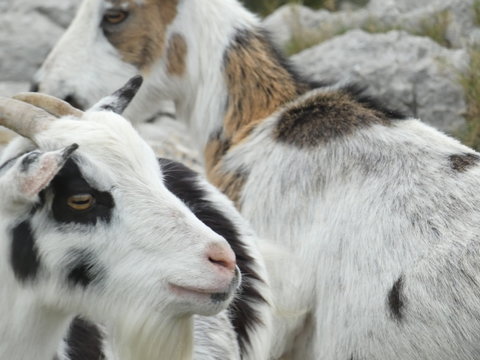 Photo of goats in their natural environment. This picture of animals was taken on a hill in the Alpilles in Provence.