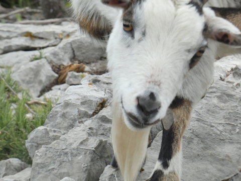 Close-up photo of a goat face and its goatee. This photo was taken in Provence on a hill in the Alpilles.
