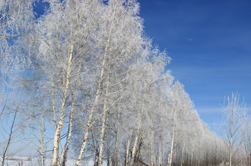 Blue sky. Birch trees in the forest strip covered with frost.