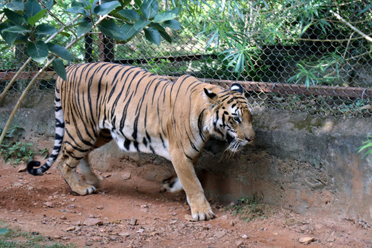 Tiger photographed in the Zoo. Tiger is resting the public at Nandankanan Zoological Park.