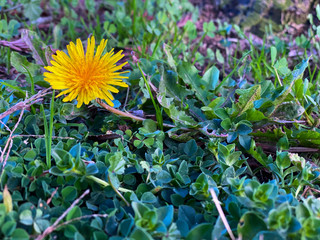 Small yellow flower