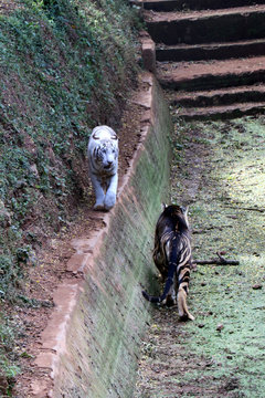 Tiger photographed in the Zoo. Tiger is resting the public at Nandankanan Zoological Park.