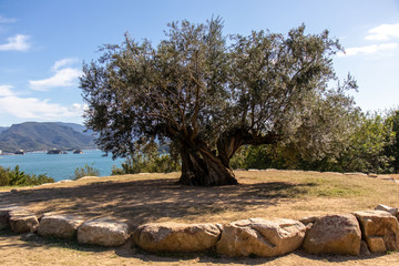 そびえ立つ１本のオリーブの木