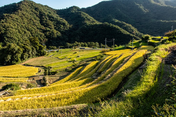 収穫間際の日本の棚田