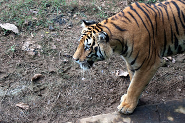 Tiger photographed in the Zoo. Tiger is resting the public at Nandankanan Zoological Park.
