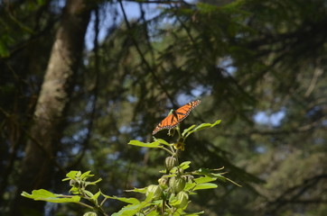 Mariposa en el bosque