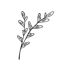 Single hand drawn herbal element. Doodle, simple outline illustration.