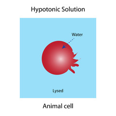 Hypertonic solution