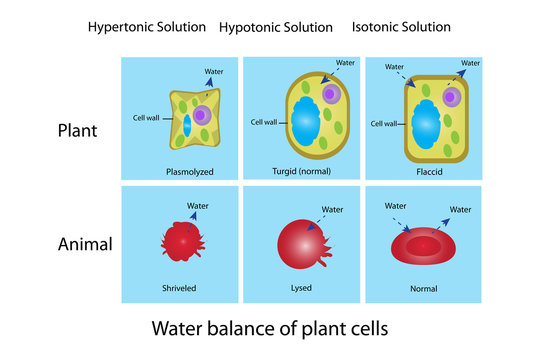 water balance of animal and plant tissue Stock Illustration | Adobe Stock