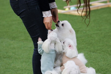 Happy puppies in a private playground