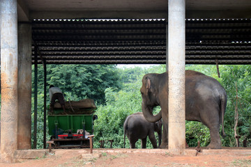 Elephant in the Zoo, Odisha, India. Nandankanan Zoological Park.