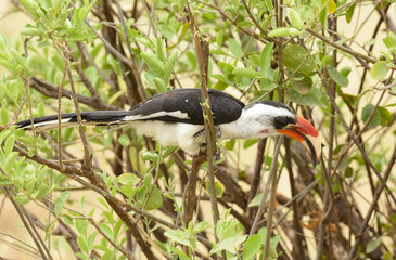 Von der Decken's Hornbill