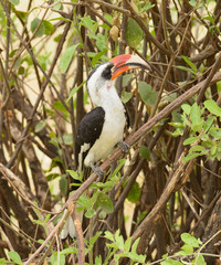 Von der Decken's Hornbill