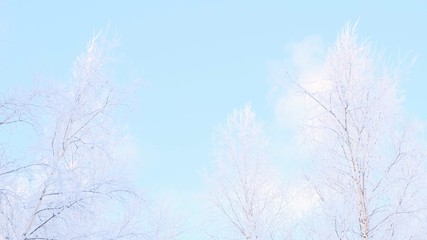 snowy winter in city in sunny frosty day, trees under snow, winter come in, slow motion.