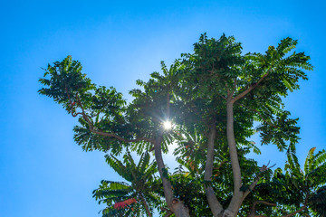 Obraz premium sun shine through the tree in blue sky near by Thai style house.