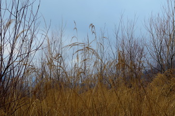 field of wild grass blowing and waving in the wind with bright sunlight