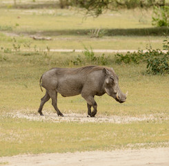 Closeup of Warthog (Phacochoerus aethiopicus) in the Tarangire National park, Tanzania