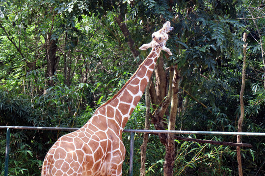 Young Giraf In The Zoo, Odisha, India. Nandankanan Zoological Park