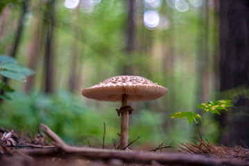 Macrolepiota procera, the parasol mushroom