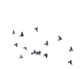 flying birds doves on a white background