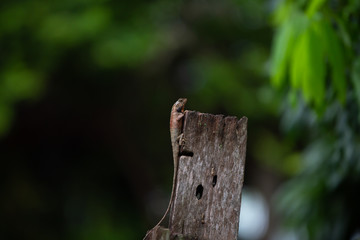 Brown thai lizard