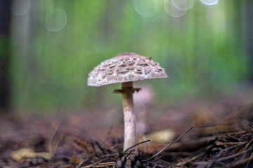 Macrolepiota procera, the parasol mushroom