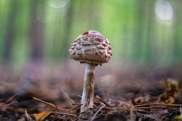 Macrolepiota procera, the parasol mushroom