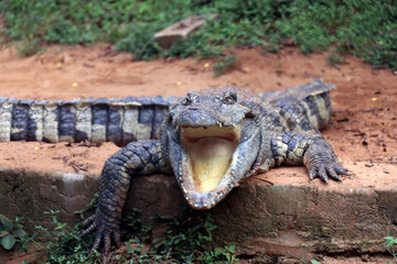 Crocodile in Nandankanan zoological Park in Orissa, India. Nandankanan is 15 kms from Odisha`s capital, Bhubaneswar. Crocodile in the zoo.