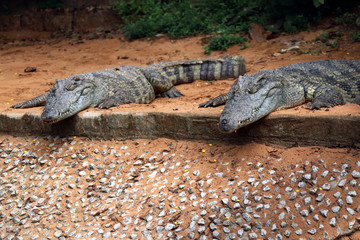 Crocodile in Nandankanan zoological Park in Orissa, India. Nandankanan is 15 kms from Odisha`s capital, Bhubaneswar. Crocodile in the zoo.