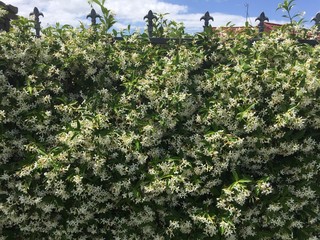 Hedge of white Flowers