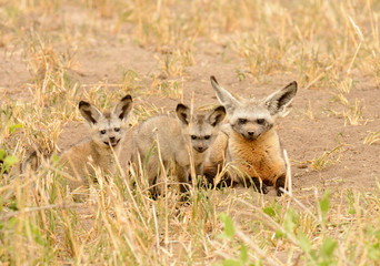 Bat Eared Fox (Otocyon megalotis) with a pair of kits watching