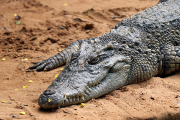 Crocodile in Nandankanan zoological Park in Orissa, India. Nandankanan is 15 kms from Odisha`s capital, Bhubaneswar. Crocodile in the zoo.