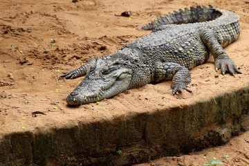 Crocodile in Nandankanan zoological Park in Orissa, India. Nandankanan is 15 kms from Odisha`s capital, Bhubaneswar. Crocodile in the zoo.