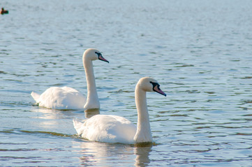Fototapeta premium white swans on an open pond on a sunny day