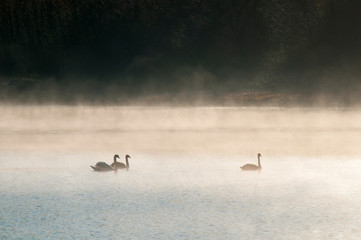 Obraz na płótnie Canvas white swans on an open pond on a sunny day